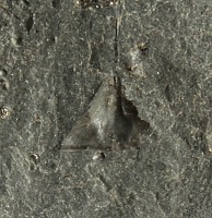 Lonchodomas portlocki (Barrande, 1846), velikost s trnem 10 mm (sag), Levín - králodvorské souvrství (st. králodvor)